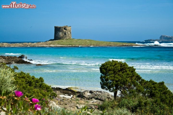 Immagine La macchia mediterranea circonda la spiaggia della Pelosa a Stintino (Sardegna)  - © fraxnet / Shutterstock.com