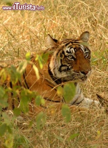 Immagine Madhya Pradesh una tigre in India - Foto di Giulio Badini