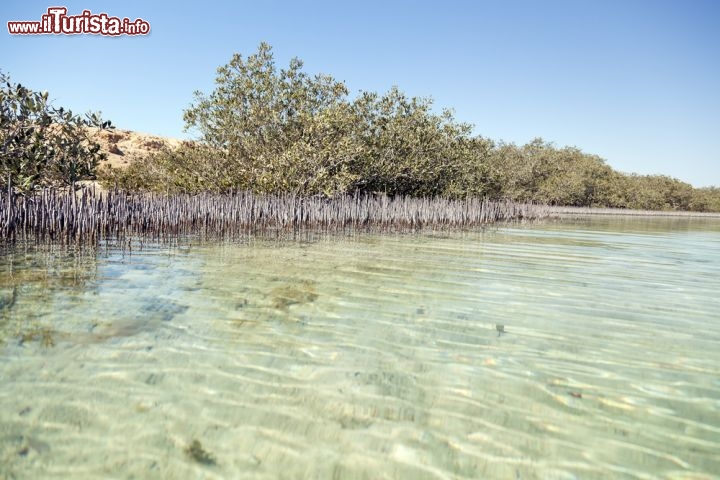 Immagine Il Mangrove Channel, ovvero il canale delle Mangrovie a Ras Mohammed in Egitto - © stephan kerkhofs / Shutterstock.com