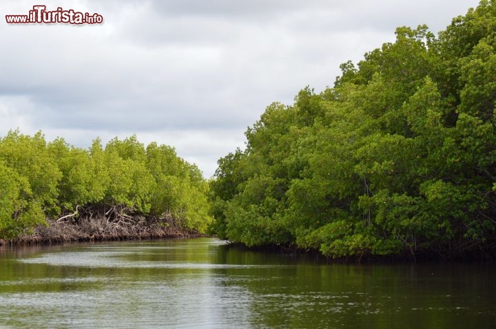 Immagine Mangrovie nel Parque Nacional Monte Cristi - Nel nord della Repubblica Dominicana troviamo questo luogo dal grande valore naturale, in cui è possibile vedere queste foreste di alberi che riescono a vivere nelle acque salmastre della costa, e che grazie al loro intreccio di radici, offrono un ecosistema perfetto a molte specie viventi, oltre che prevenire l'erosione delle coste