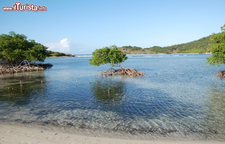 Immagine Mangrovie in una baia di Jost Van Dyke, l'isola dei  Caraibi nel gruppo delle isole Vergini Britanniche (BVI) - © Joel Blit/ Shutterstock.com