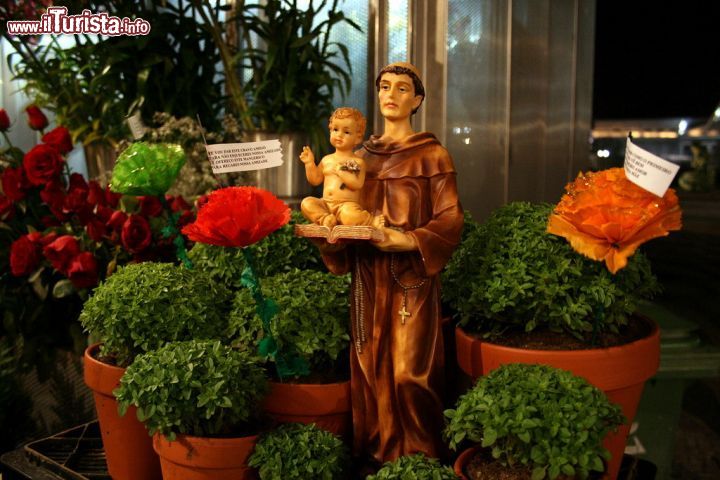 Immagine Manjerico, il basilico nano tipico della festa di Sant'Antonio a Lisbona: qui non è considerata solo una pianta di interesse gastronomico ma piuttosto un fiore da regalare all'innamorato. Ogni vasetto di basilico è accompagnato da un biglietto con una frase dedicata ma prima di leggerla la tradizione vuole che si odori e annusi l'erba aromatica senza però toccarla - foto © Mapics / Shutterstock.com