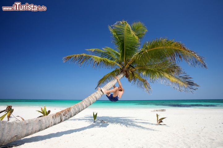 Immagine Il mare cristallino ed una palma sulla bianca spiaggia di Tulum: ci troviamo sulla costa della Riviera Maya in Messico, più precisamente lungo il litorale orientale della penisola dello Yucatan, nello stato del Quintana Roo - © peppi18 / Shutterstock.com