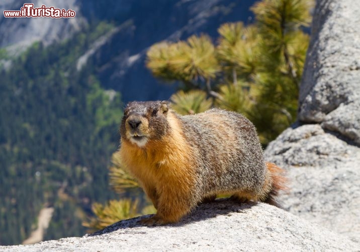 Immagine Una Marmotta si scalda al sole sopra una roccia granitica dello Yosemite national Park. Qualche tempo fa un virus trasmesso dai roditori, Hantaro virus, ha provocato la morte di alcuni escursionisti, dopo aver soggiornato in alcuni bungalow di un campeggio, nel parco - © Fremme / Shutterstock.com