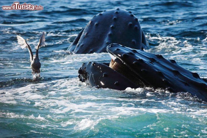 Immagine Al largo di Boston (Massachusetts) le megattere, tra le onde dell'Oceano Atlantico, non di rado si esibiscono in capriole spettacolari  - © Eric Wang / Shutterstock.com