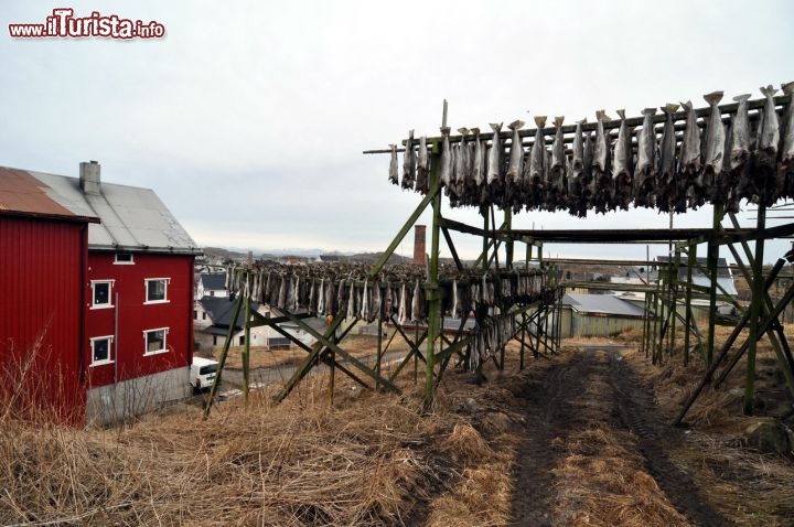 Immagine Merluzzi a Henningsvaer villaggio pescatori Lofoten
