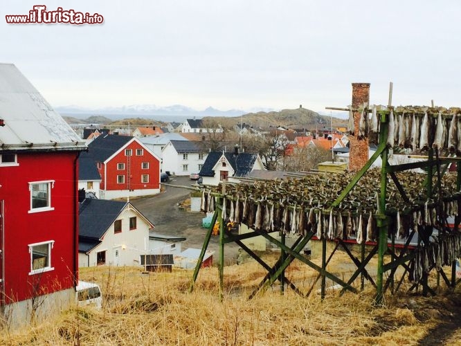 Immagine Merluzzi sulla collina che domina il borgo di Henningsvaer, il villaggio di pescatori delle Lofoten in Norvegia