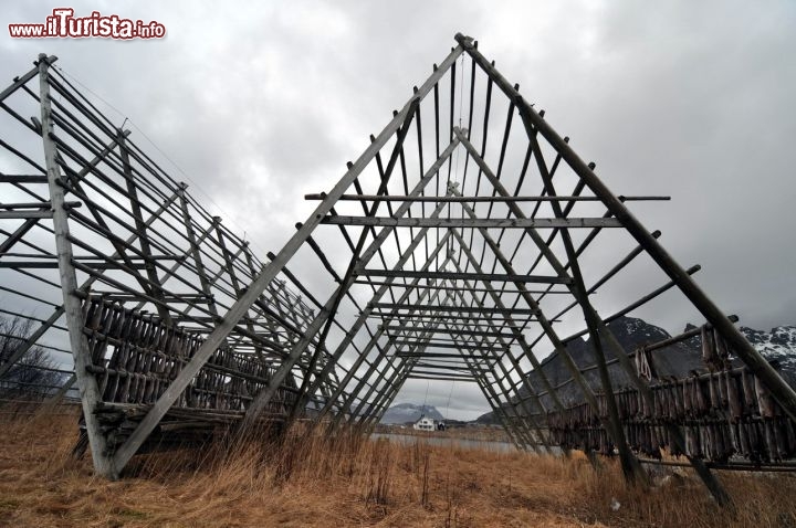 Immagine Merluzzi sui graticci di Henningsvaer Lofoten Norvegia