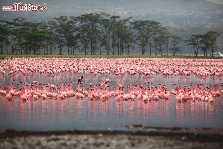 Immagine Migliaia di fenicotteri s'affollano sulle rive del lago alcalino di Nakuru in Kenya. E' uno dei bacini lungo la Rift Valley, la lunga spaccatura della crosta terrestre che si estende dal corno d'Africa fino al Mozambico - © Vorobyev Dmitry / Shutterstock.com