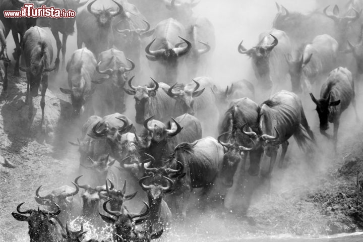 Immagine Parco del Serengeti, nord della Tanzania, Africa orientale: la migrazione degli gnu è tra gli spettacoli più belli offerti da questa riserva naturale, dichiarata Patrimonio Mondiale dell'Umanità dall'UNESCO nel 1981. Gli gnu, come le zebre, stagionalmenmte si spostano dalle praterie della Tanzania meridionale alla riserva keniota del Masai Mara  - © Mogens Trolle / Shutterstock.com