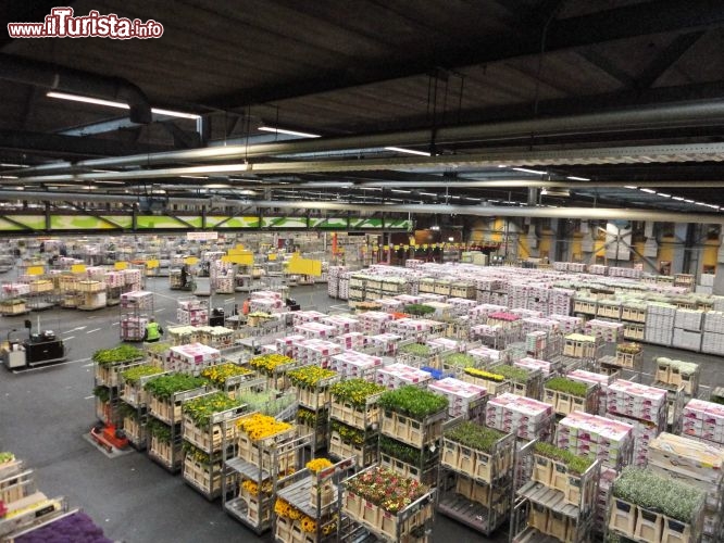 Immagine Milioni di fiori a Naaldwijk pronti per essere spediti nel mondo (Olanda).