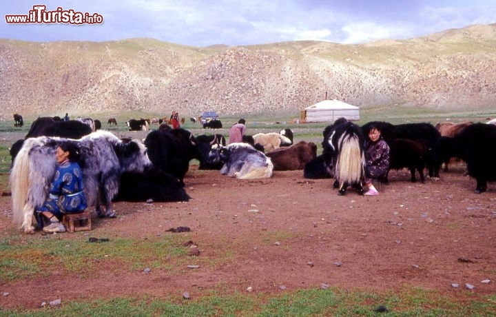 Immagine Mongolia mungitrici yak in azione - Foto di Giulio Badini / I Viaggi di Maurizio Levi