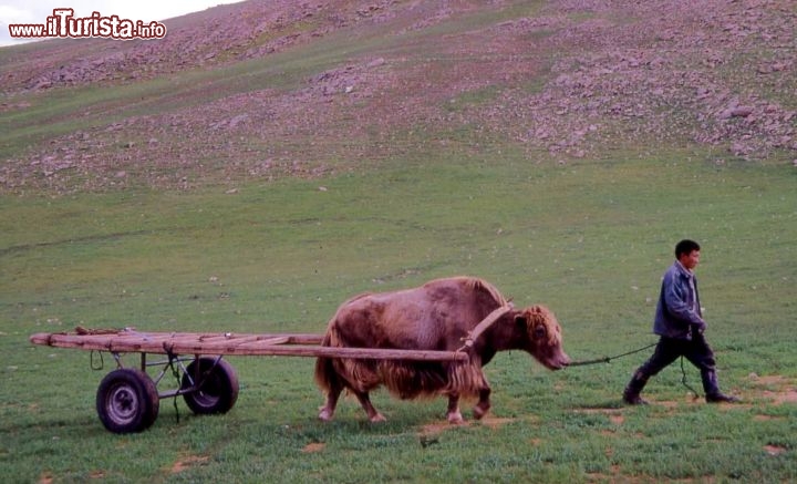 Immagine Mongolia uomo con carro trainato da yak - Foto di Giulio Badini / I Viaggi di Maurizio Levi