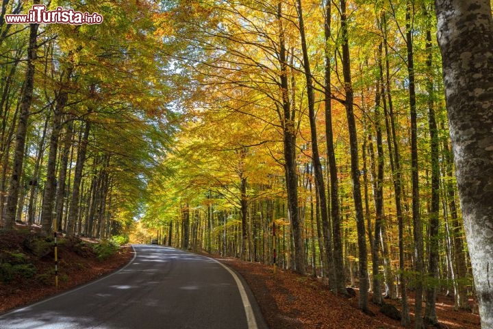 Immagine Monte Amiata, strada in autunno, a sud di San Quirico d'Orcia, in Toscana - © michelecaminati / Shutterstock.com