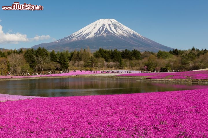 Immagine Il Monte Fuji troneggia sulle campagne di Yamanashi, con l'esplosione di colori del Festival di Shibazakura, l'appuntamento floreale del Giappone - © jiratto / Shutterstock.com