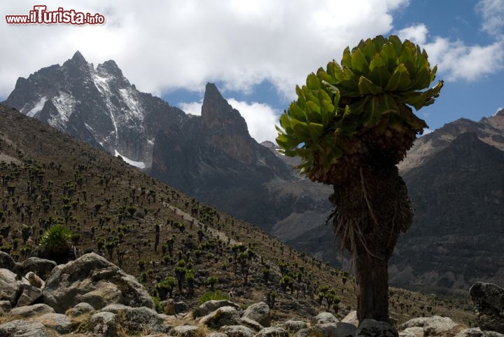 Immagine Monte Kenya Africa: un piccolo albero in primo piano, mentre sullo sfondo tvediamo alcuni degli undici piccoli ghiacciai che si trovano sui fianchi di questo grande stratovulcano - © Africanmoose / Shutterstock.com