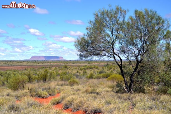 Immagine Mt Conner sulla strada per Ayer Rock (Northen Territory) - Fu "scoperto" dagli esploratori occidentali assieme ad Ayers Rock, e si tratta di un monte costituito dalle stesse rocce arenacee di Uluru e dei monti Olgas (Kata tjuta). Probabilmente ha subito l'erosione atmosferica per più tempo rispetto ad Ayers Rock, dato che la sua cima si presenta come una classica "mesa o tepui", cioè piatta. Lo si scorge percorrendo la Lasseter Highway, la strada che dipartendosi a sud di Alice Springs dalla Stuart Highway, si dirige ad ovest in direzione di Ayers Rock - Kings Canyon