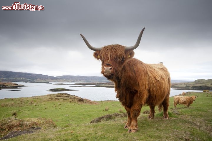 Immagine Una splendida mucca di razza Highlander pascola sui prati dell'isola di Skye in Scozia. Le Highlands scozzesi sono famose per la loro razza bovina, chiamata anche come Hebridean breed o più semplicemnte Kyloe. Per le sue caratterstiche somatiche e la sua resistenza ai climi freddi questa razza è chiamata anche come lo Yak europeo - © Chester Tugwell / Shutterstock.com