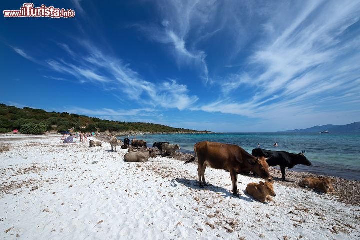 Immagine Mucche e buoi a spasso per Spiaggia Lotu, Corsica - una caratteristica davvero singolare di questa spiaggia è la curiosa presenza di mucche e buoi che, del tutto indefferenti a flash e attenzione da parte dei turisti, pascolano liberamente sulla costa e si godono il sole sulla spiaggia. 