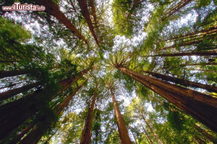 Immagine Muir Woods National Monument, la foresta, ricca di sequoie redwood, si trova alla periferia di San Francisco in California - © photogolfer / Shutterstock.com