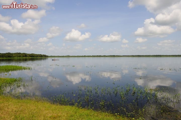 Immagine Myakka Lake, è una palude che si trova alla periferia di Sarasota in Florida (USA) - © gracious_tiger / Shutterstock.com