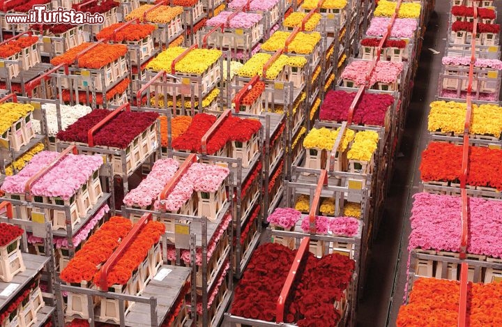 Immagine Naaldwijk, Floraholland: la borsa fiori e piante Olanda.