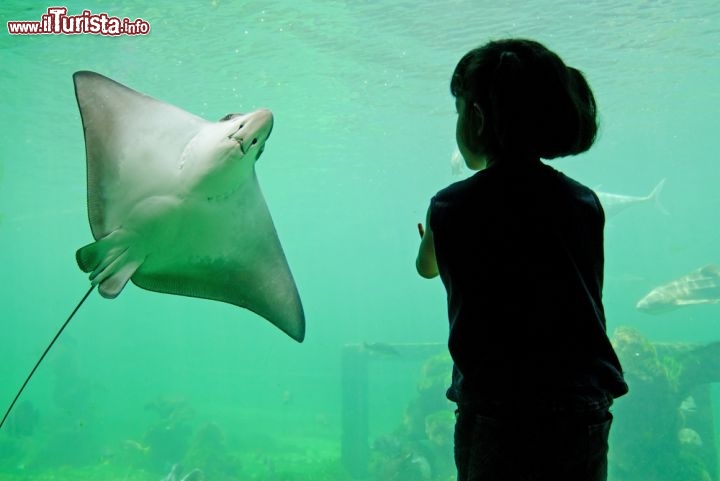 Immagine L'Oceanario, ovvero l'acquario di Lisbona, nella nuovissima zona del Parque das Nações - foto © Arun Roisri / Shutterstock.com