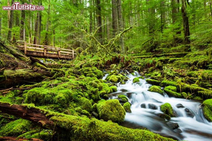 Immagine Olympic National Park, stato di Washington, si trova ad ovest di Seattle - © an_khampanya / Shutterstock.com