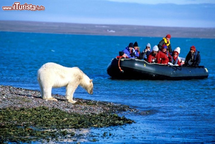 Immagine Orso polare sulle isole Svalbard a Spitsbergen, Norvegia - Foto di Giulio Badini