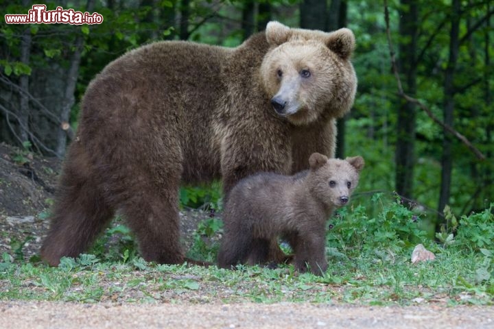 Immagine Orso Bruno con piccolo nei Carpazi. Siamo nella Valle della Prahova, nei dintorni di Sinaia in Romania - © Mihai Dancaescu / Shutterstock.com