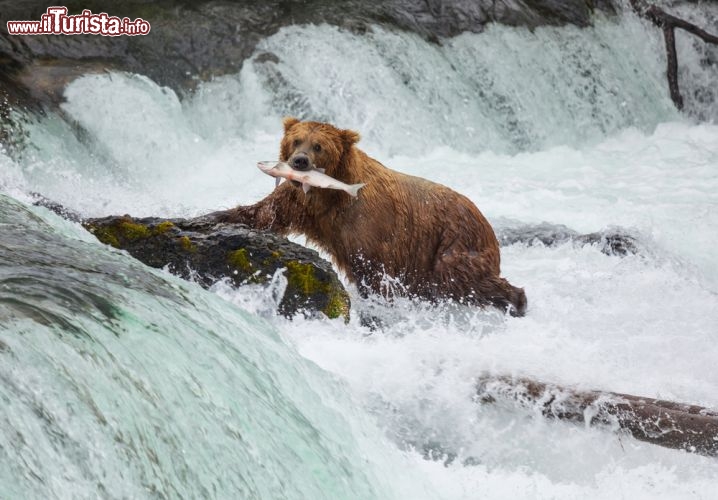 Immagine Orso bruno a pesca in un fiume dello Yosemite National Park - © Galyna Andrushko / Shutterstock.com