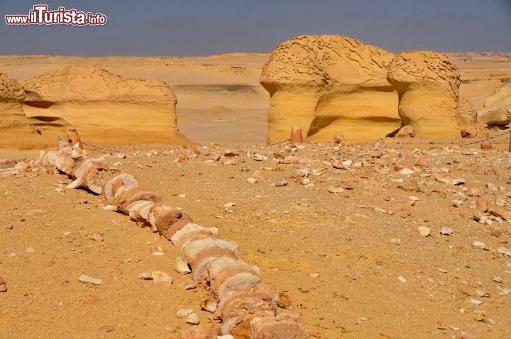 Immagine Ossa di balena affiorano dalla sabbia a Wadi al-Hitan in Egitto - In collaborazione con I Viaggi di Maurizio Levi