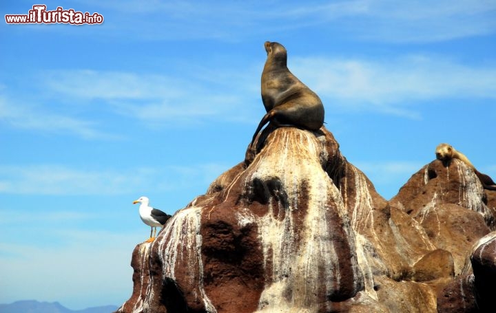 Immagine Otaria e Gabbiano nella Bassa California del Sud, in Messico - Foto di Giulio Badini