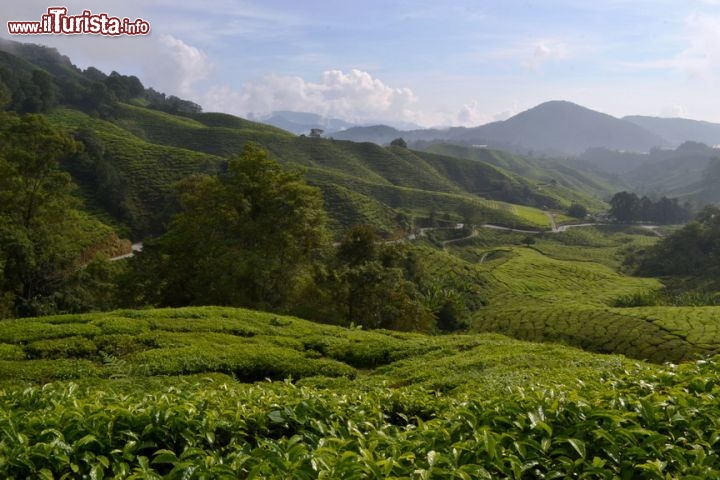 Immagine Il paesaggio delle Cameron Highlands è una vera perla dello Stato di Pahang. Con un po' di fortuna, trovando la giusta giornata di Sole, si può ammirare lo stupendo scenario delle montagne e delle piantagioni di tè.
