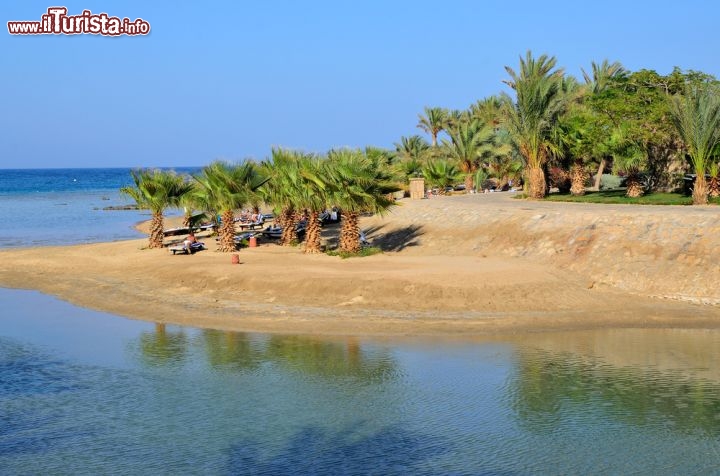 Immagine Palme a Marsa Alam in Egitto, sul Mar Rosso (Africa) - © maudanros / Shutterstock.com