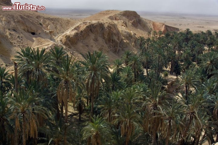 Immagine Palme nell'Oasi di Tamerza in Tunisia - © Aleksander Kaasik / Shutterstock.com