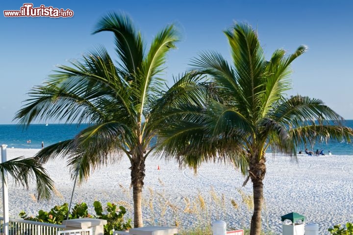 Immagine Palme sulla spiaggia di Lido Beach a Sarasota in Florida (USA) - © Ruth Peterkin / Shutterstock.com