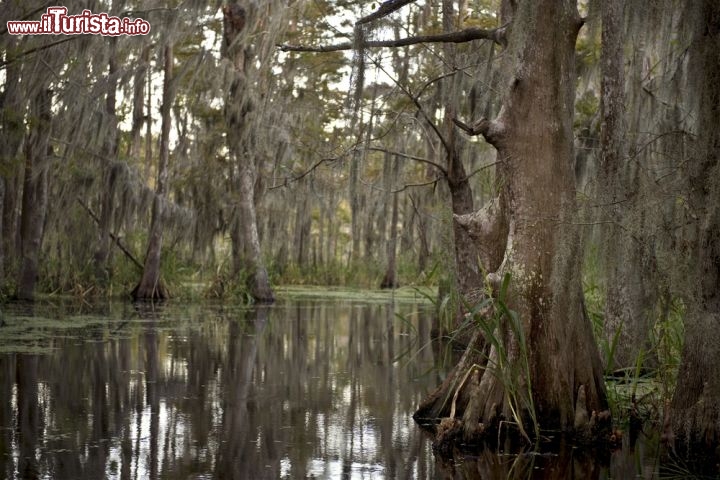 Immagine Palude nei dintorni di New Orleans - Fondata nel 1718 dagli uomini della Compagnia del Mississipi, New Orleans - chiamata così in onore di Filippo II° d'Orléans, re di Francia - divenne presto capitale della Louisiana Francese nonostante le condizioni della città non fossero delle migliori. Per molto tempo infatti i dintorni  furono popolati da animali pericolosi e caratterizzati dalla presenza di numerose paludi malariche. In questa immagine, una zona acquitrinosa fra alberi e vegetazione della periferia - © Eric Isselee / Shutterstock.com

43979143