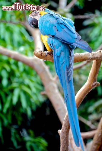 Immagine Pantanal Brasile pappagallo