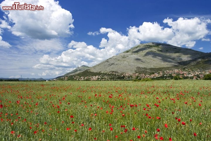 Immagine Panorama di Trebinje, Bosnia Erzegovina - Tappa obbligatoria per chi si reca in Bosnia alla scoperta delle città e dei luoghi più suggestivi di questo paese, Trebinje si trova 28 chilometri oltre il confine croato. A decretarne la bellezza non solo solo le testimonianze architettoniche e artistiche ospitate ma anche gli incantevoli paesaggi, come quello ritratto in quest'immagine, dove immense distese di papaveri rossi impreziosiscono il cielo blu intenso e le alte montagne che fanno da cornice alla città © evronphoto / Shutterstock.com