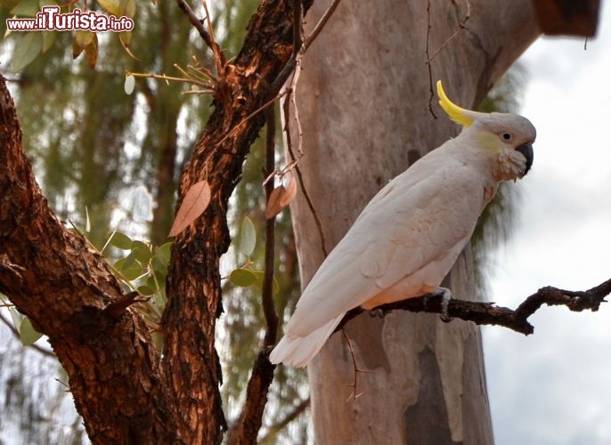 Immagine Un pappagallo australiano vicino a Kings Canyon - Il Cacatua è un pappagallo selvatico tipico del sud-est asiatico, molto amato dagli appassionati di birdwatching, e che si incontra di frequente nel Red Centre. Spesso si avvistono grandi e chiassosi stormi, che volano serrati in cielo, riconoscibili facilmente per il colore bainco del piumaggio e l'evidente cresta gialla