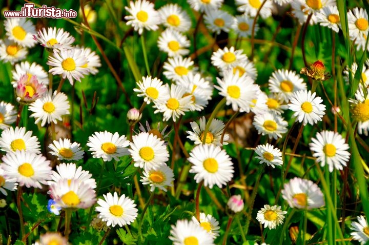 Immagine Parco del Loto a Lugo: margherite a primavera