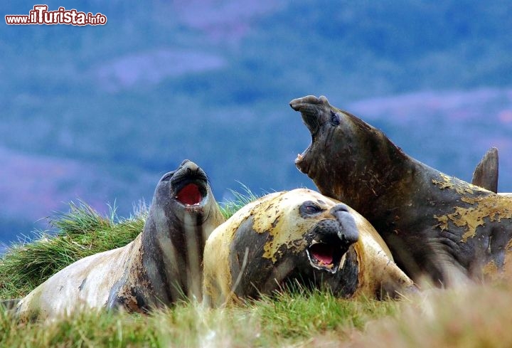 Immagine Patagonia: sia chein quella Argentina che Cilena è possibile incontrare anche i leoni marini -  Foto di Giulio Badini i Viaggi di Maurizio Levi 