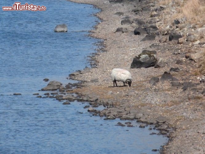 Immagine Pecora black face, ovvero dal muso nero, sulle rive di un lago del Connemara (Irlanda).