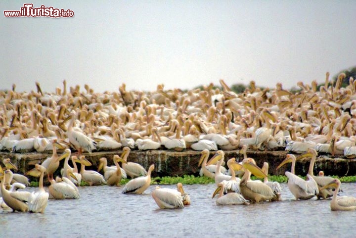 Immagine Pellicani Senegal birdwatching Africa