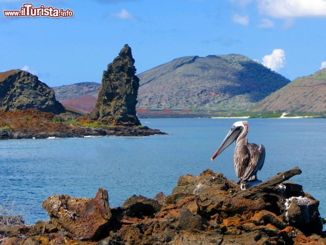 Immagine Un pellicano fotografato con la famosa Roccia Pinnacolo, un camino vulcanico relitto alle isole Galapagos. Boschi di mangrovie e di cactus si alternano fra atmosfere selvagge, colonie di specie animali e vegetali e storie di pirati e balenieri creando paesaggi dalla storia unica - © SidEcuadork / Shutterstock.com