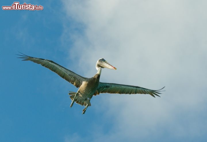 Immagine Pellicano in volo su Los Roques in Venezuela. Questi grandi uccelli, assieme ai cormorani, caratterizzano le isole caraibiche, e sorprendono i turisti con le loro enormi dimensioni - © javarman / Shutterstock.com