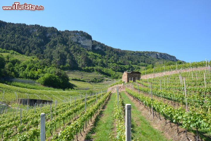 Immagine Escursione lungo il percorso panoramico della bassa Val di Cembra intorno a Giovo, in Trentino 