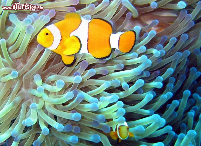 Immagine Pesce pagliaccio nella Grande Barriera Corallina del Queensland  -  Foto di Giulio Badini