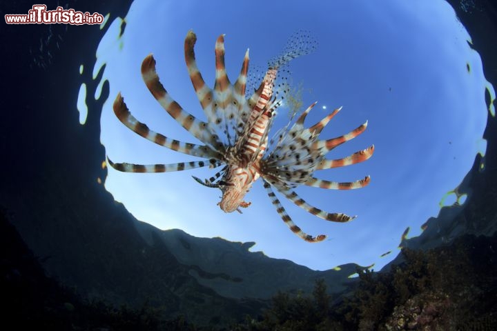 Immagine Pesce Leone nel Mar Rosso: un classico incontro durante lo snorkeling nelle acque di  Sharm el Sheikh, penisola del Sinai in Egitto - © Rich Carey / Shutterstock.com